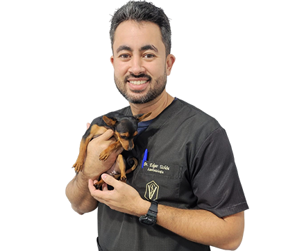Cão e gato